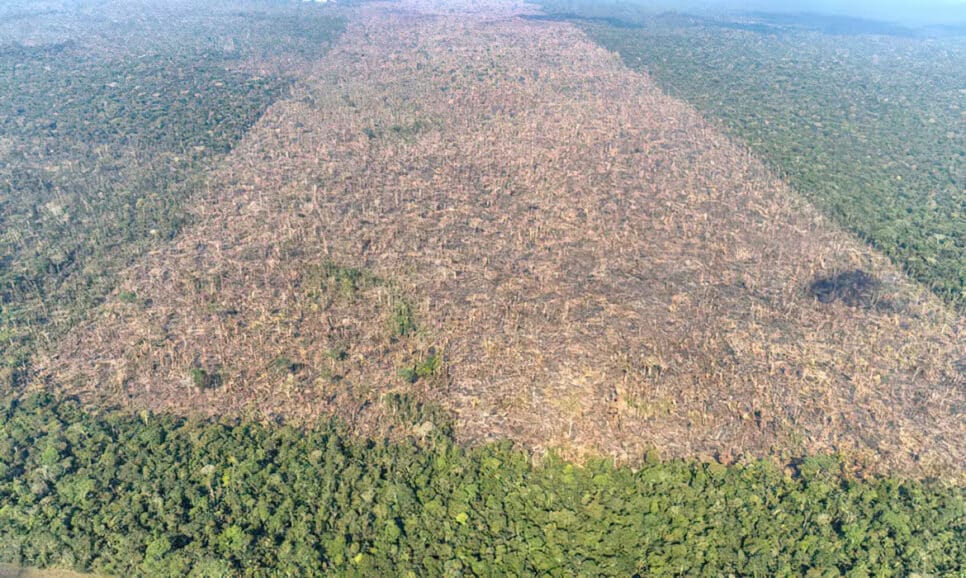 Perda de cobertura florestal no período 2001-2020 foi de cerca de 1,6 milhão de km²