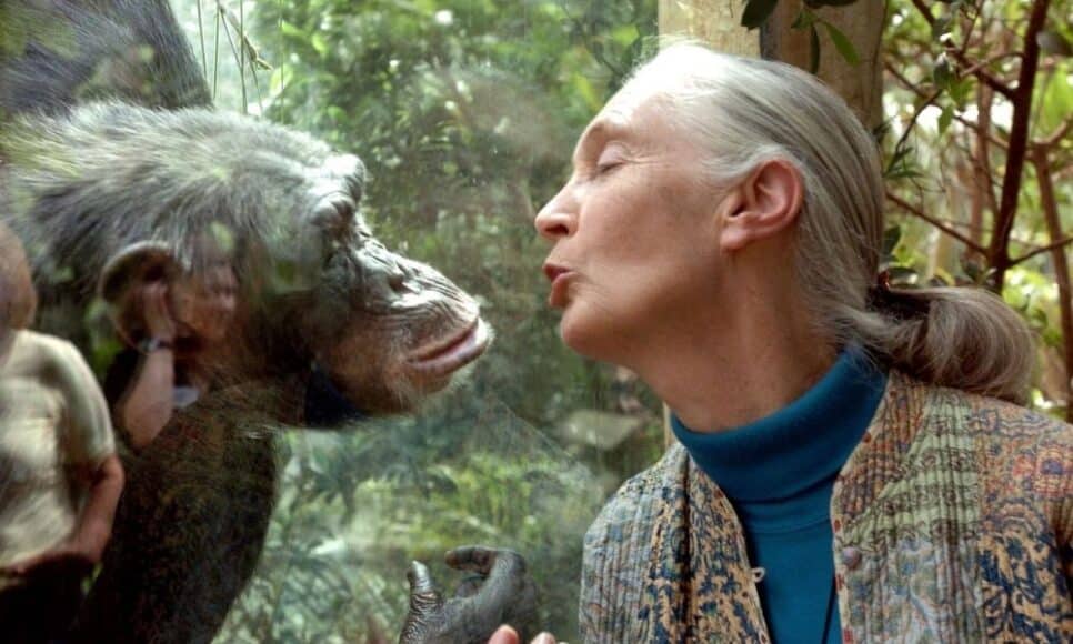 jane goodall