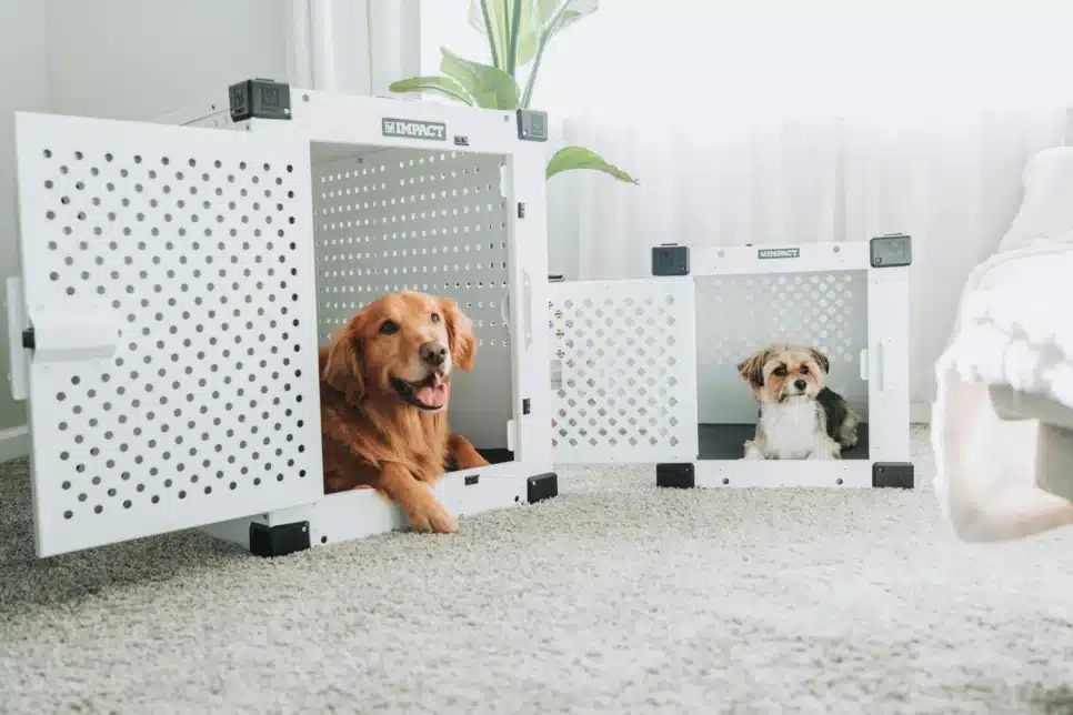 Veterinária alerta: plantas comuns como lírio, antúrio e comigo-ninguém-pode podem intoxicar cães e gatos e causar sintomas graves, exigindo atendimento imediato.