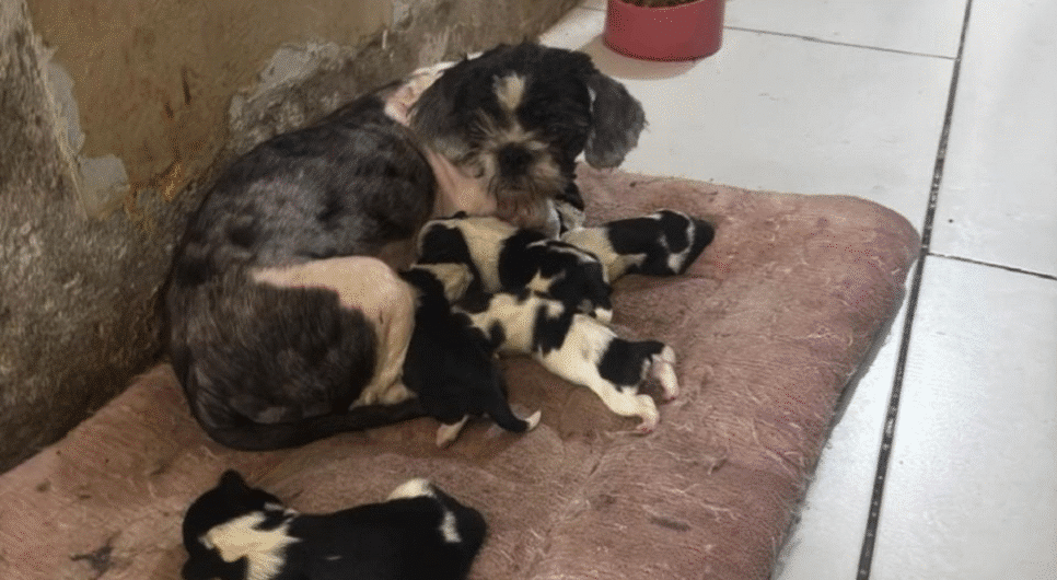 50 animais com sinais de maus-tratos são resgatados em canil clandestino