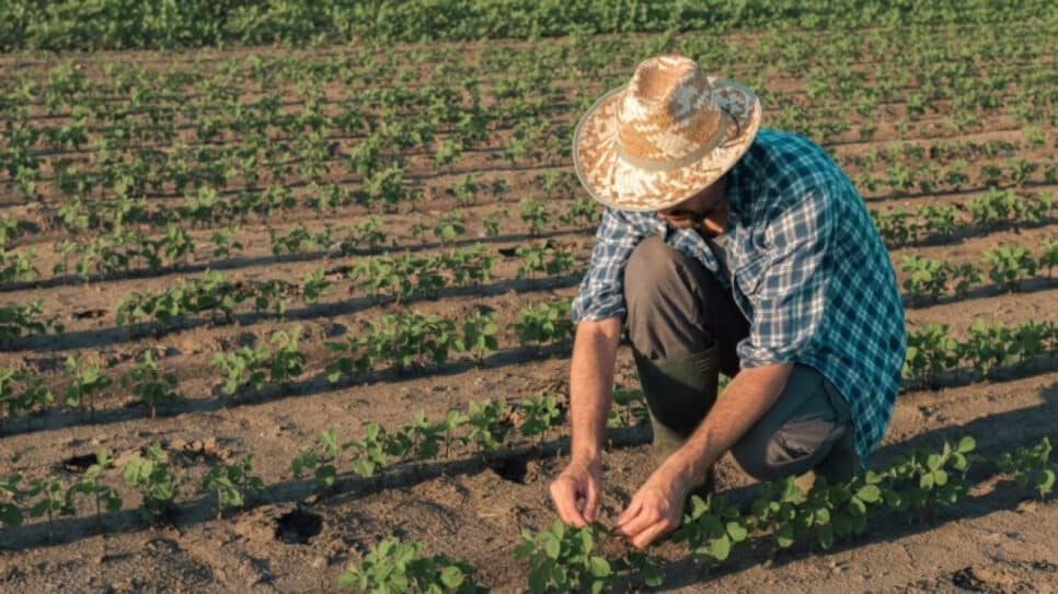 Agricultura familiar