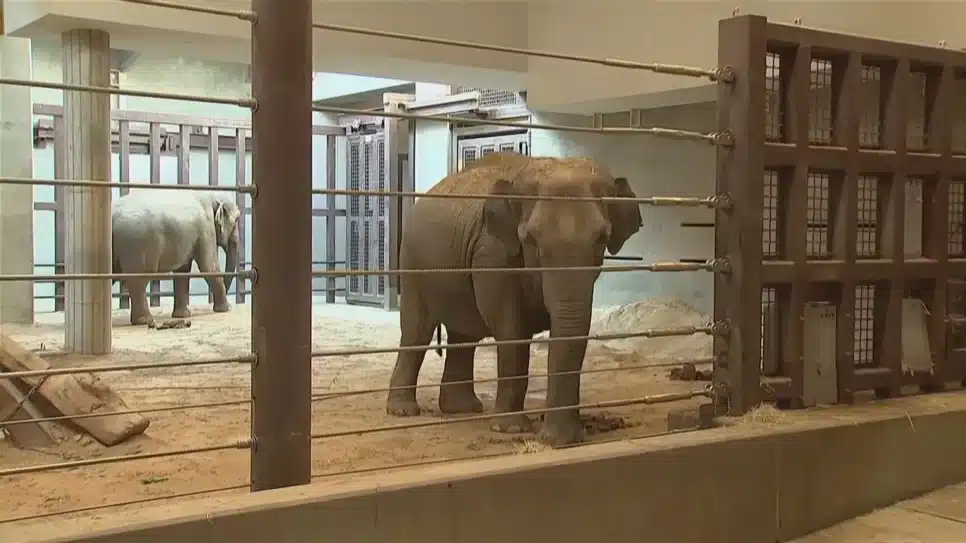 Fêmea Nhi Linh no Zoológico Nacional Smithsonian, em Washignton