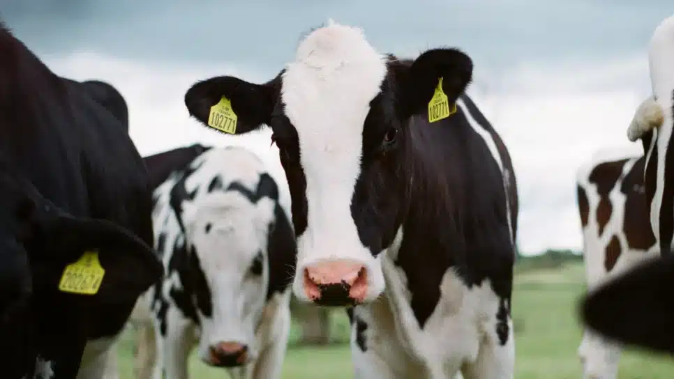 Vacas em pasto | MG registra doença similar à ‘vaca louca’