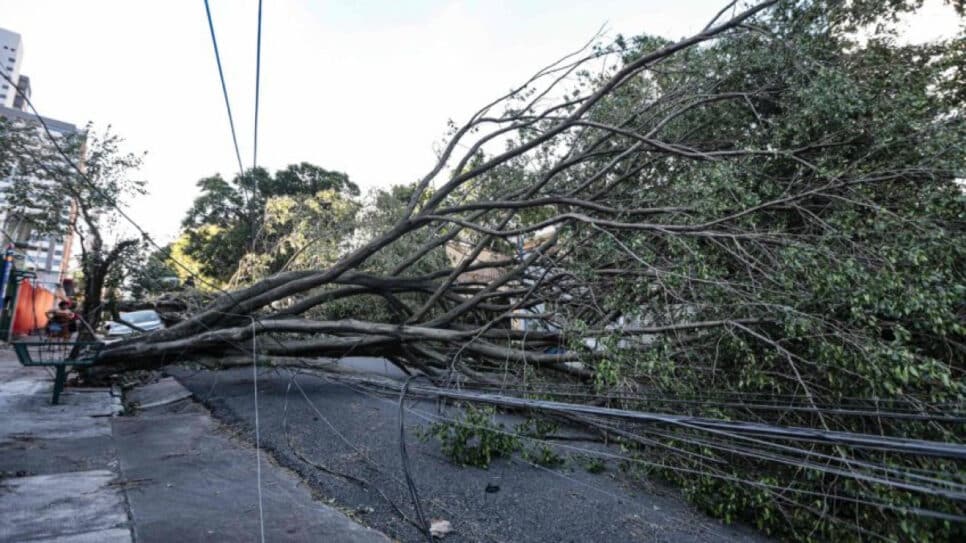 vendaval em São Paulo, queda de árvore