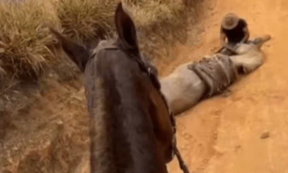 Polícia investiga mutilação de cavalo em Bananal