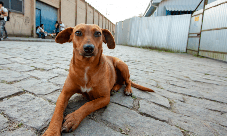 Projeto dá visibilidade à causa da proteção animal
