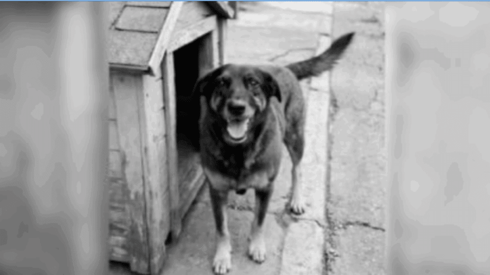 Na imagem, Orelha, cachorro comunitário agredido por adolescentes na Praia Brava