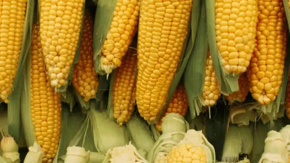 Milho No Campo | arteliusnis (via Pexels) - 29.ago.2021