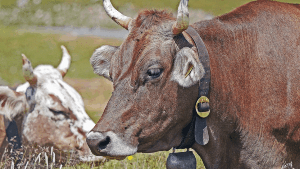 Crescimento do abate foi impulsionado pelo aumento na oferta de fêmeas