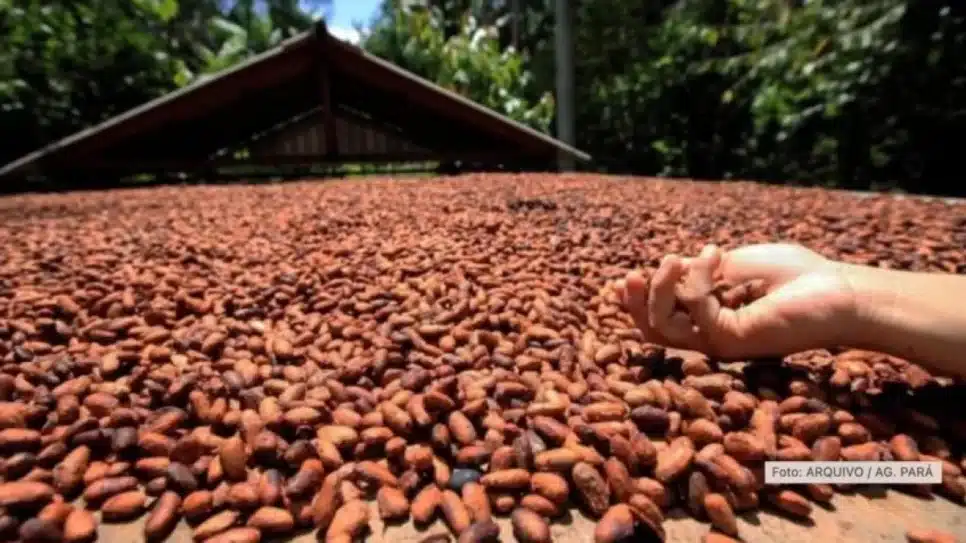Entidades representativas da agricultura celebraram a MP, mas setor de exportação e processamento manifestou preocupação ;na imagem, produção de cacau no Pará | Agência Pará