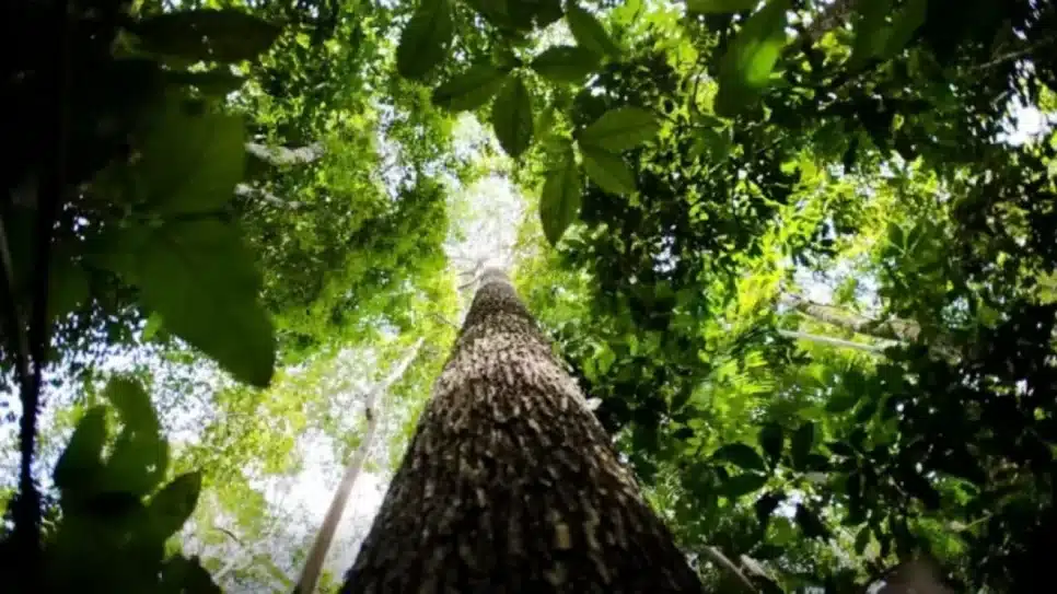 No universo das Unidades de Conservação, a categoria mais populosa é a de Áreas de Proteção Ambiental, que congrega 2.062.037 de pessoas residentes na Amazônia Legal